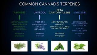 Understanding Cannabis Terpenes, Strains & the Entourage Effect: Martha Montemayor / Green Flower