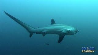 Thresher Shark | SHARK ACADEMY