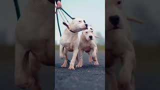 Most Aggressive dogo argentino dog transformation  #shorts #jaishreeram (2m)+