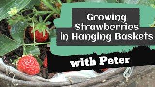 Growing Strawberries in Hanging Baskets | Garden Ideas | Peter Seabrook