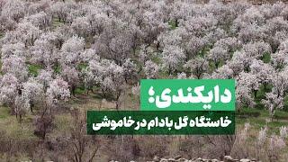 دایکندی؛ خاستگاه گل بادام در خاموشی