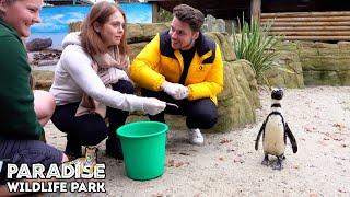 Penguin Experience At Paradise Wildlife Park