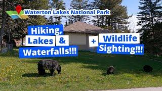 The best outdoor adventure we've ever done! Camping & road trip at Waterton Lakes National Park