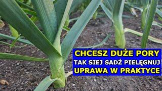 Chcesz mieć DUŻE PORY, tak je Uprawiaj. Siewy, Sadzenie, Pielęgnacja, Cięcie, Uprawa Pora W PRAKTYCE