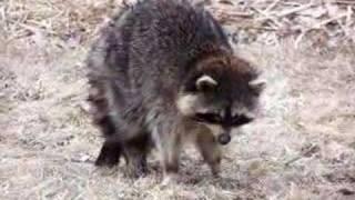 Coon with distemper