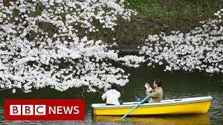 The blossom worth billions for Japan - BBC News