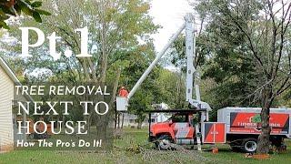 Tree Removal Near House: How the Professionals Safely Bring Down a Big Tree. Timber Source-Part 1