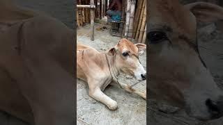 cow videos cow গরু amba guru hamba goru cow video cow cow gorur video cow dance hamba hamba goro#cow