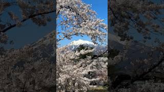 Hirosaki Cherry Blossom Festival - Aomori, Japan