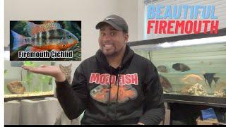 ABSOLUTELY BEAUTIFUL FIREMOUTH CICHLID: All About Firemouth Cichlid Care Guide