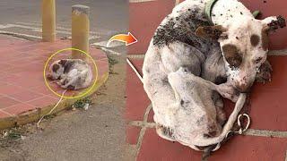 Chained on Valentine’s Day… All He Wanted Was Love, But They Left Him to End Alone on the street
