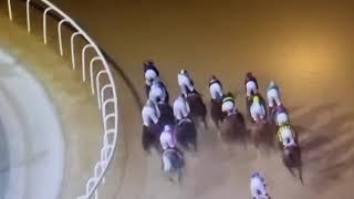 글로벌히트 두바이 원정 2차전 알막툼 클래식 3착!