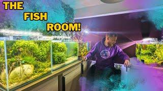 The BIG cleanout! Everything I do & look for when maintaining my fish room!