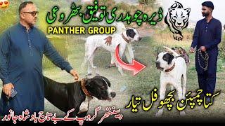 Dera Ch Tofiq Buthori  Aa Gaya Kuta Champion Bichu  Panther Group ||