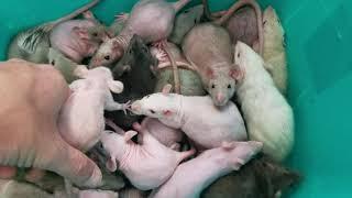 Pet Expo super cute pack of rats 9/24/18