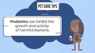 Pet Care Tips - Probiotics