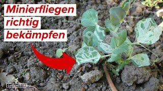 Minierfliegen im Garten bekämpfen - So wirst du diese Schädlinge los