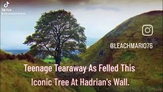 Hadrians Walls Iconic Sycamore Tree Made Famous In Robin Hood Prince Of Thieves Has Been Felled.