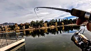 Wide Open On Park Lake Planted Trout Using Berkley Pinched Crawlers | Yucaipa Regional Park