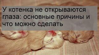 У котенка не открываются глаза: основные причины и что можно сделать