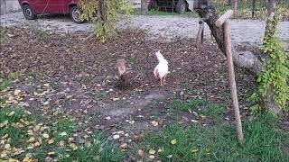Ястреб ТЕТЕРЕВЯТНИК и петух ПЕТЬКА:))) Трудовые будни:))) hawk and cock