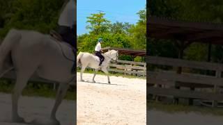 Camp ride! ||ignore the eq|| #horse #equestrian #spitfirefarm #eq #canter