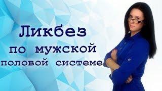 О мужчинах ниже пояса: мочеполовая система мужчины