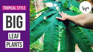 BIG LEAF PLANTS for a tropical style garden