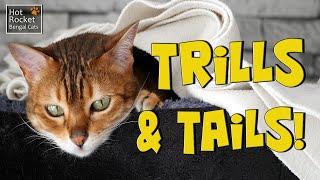 Trills and Tails! Bengal cat Sushi chases her tail on the high shelf