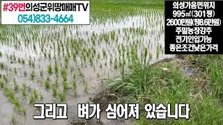 #39번의성군위땅매매TV/300평 반듯한 땅!주말농장강추!!#의성부동산#군위부동산#가음땅#춘산땅#귀농귀촌#주말농장#싼땅#농가주택#임야#자연인#묘터