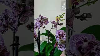 Orchids: #orchids #orchidworld #orchid #orchidlovers #orchidcollection #orchidsofinstagram