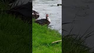 Flying muscovy duck