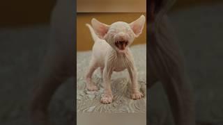 Fur-less Animals Will Shock You! #animalfacts #shorts #shortsvideo #factvideo #usa #unitedstates