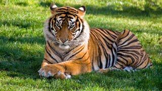 The tiger videos | the tiger videos in 2022 | Animals Gallery