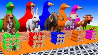 5 Giant Duck Cow Elephant Lion Gorilla Buffalo Chicken ESCAPE ROOM CHALLENGE Animals Cage Game