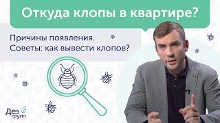 Откуда клопы в квартире: как избавиться от клопов  Обработка от клопов