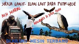 ️AKSI SOARING SIRAJA LANGIT - ELANG WBSE @Iwan_FaunaKicau