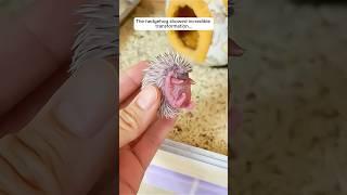 The girl adopted baby hedgehog in her house #shorts