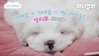 나는 태어난 지 49일된 말티푸 새끼다 [애니멀봐 나새끼 99호]ㅣI’m 59 days old Maltipoo [I’m A Baby 99th]