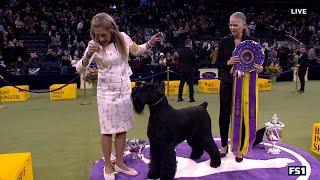 Monty the Giant Schnauzer wins Best in Show at Westminster Kennel Club