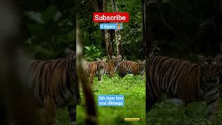 Rare sighting five 5 tigers in one frame in Jungle #tiger #jungle #rare #tigers #shorts #short