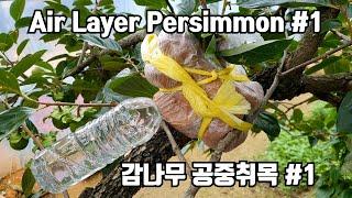 감나무 자동급수로 공중삽목/공중취목ㅣHow to  air layering from persimmon tree