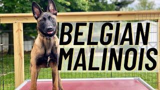 BITEWORK AND CONTROL!! BELGIAN MALINOIS PUPPY // FRENCH RING // ANDY KRUEGER