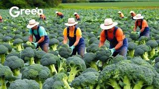 How Farmer Harvesting Tons of Broccoli - Modern Vegetable Farming Agriculture Technology