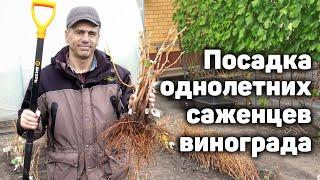 Как правильно посадить саженцы винограда?