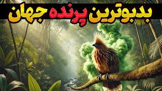 گندمرغ: پرنده‌ای با بوی تعفن که بال‌هایی عجیب دارد! | دانستنی‌های حیرت‌آور درباره هوآتزین یا گندمرغ