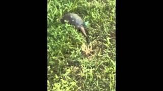 Armadillos(2)