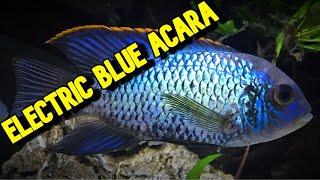 DON'T get an ELECTRIC BLUE ACARA until you have seen this VIDEO!!