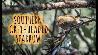 Southern Grey-headed Sparrow, mom feeding baby at the bird feeder