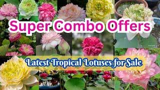 Super LOTUS 🪷 Combos @Petalssphere WITH SUBTITLES ( ENGLISH || HINDI)